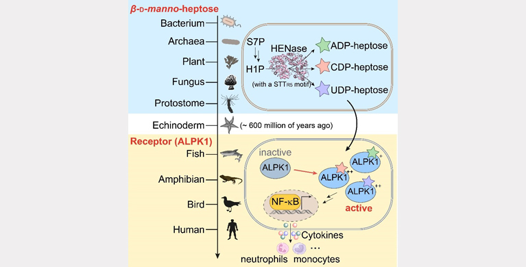 微生物所合作发现多种NDP-甘露庚糖是跨物种分布的免疫激动剂